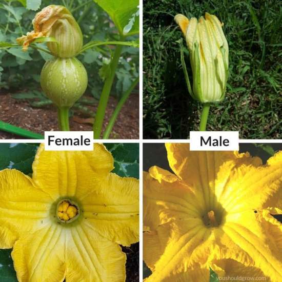 Estrategias Reproductivas En Plantas